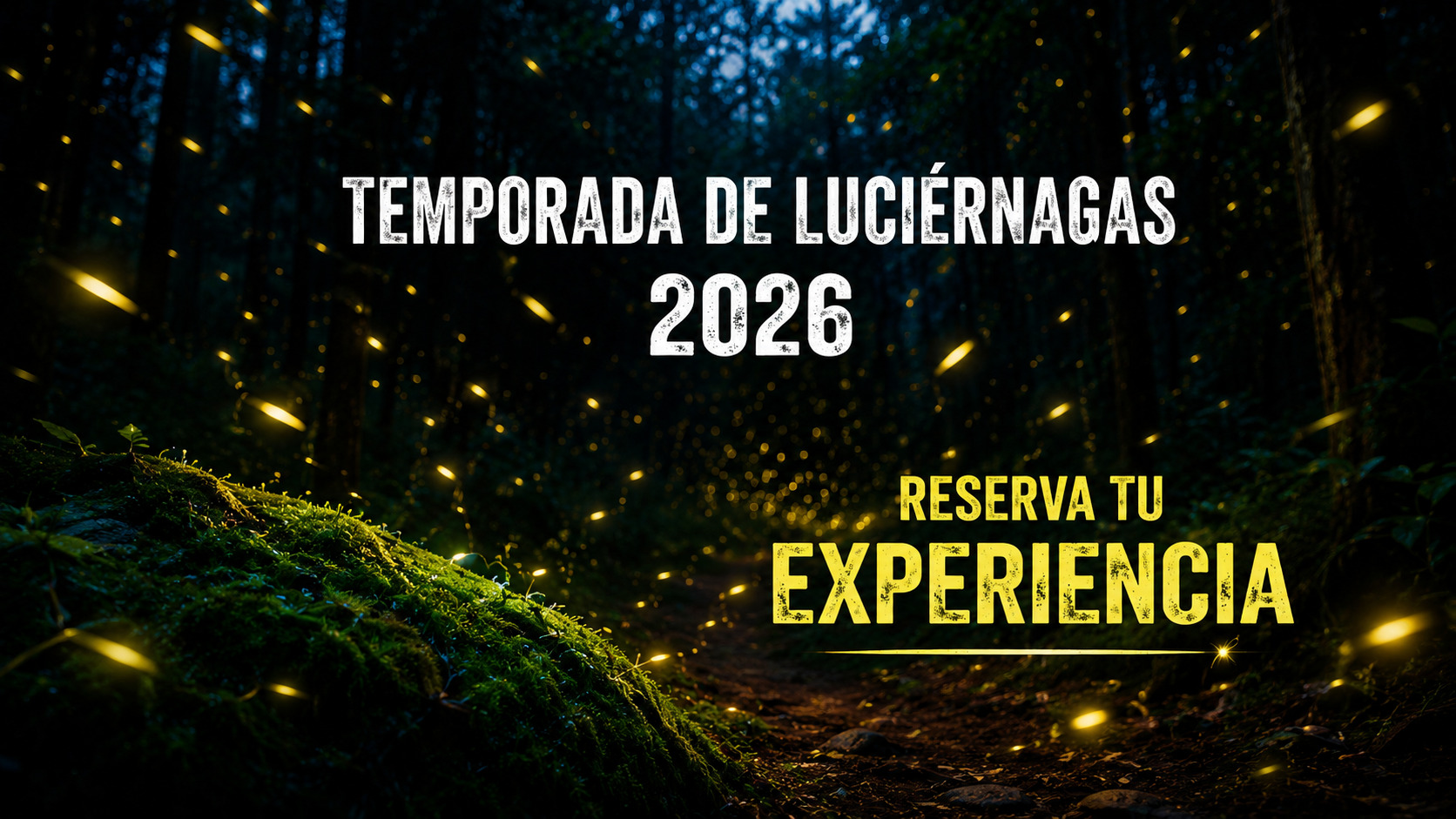 Avistamiento de Luciérnagas